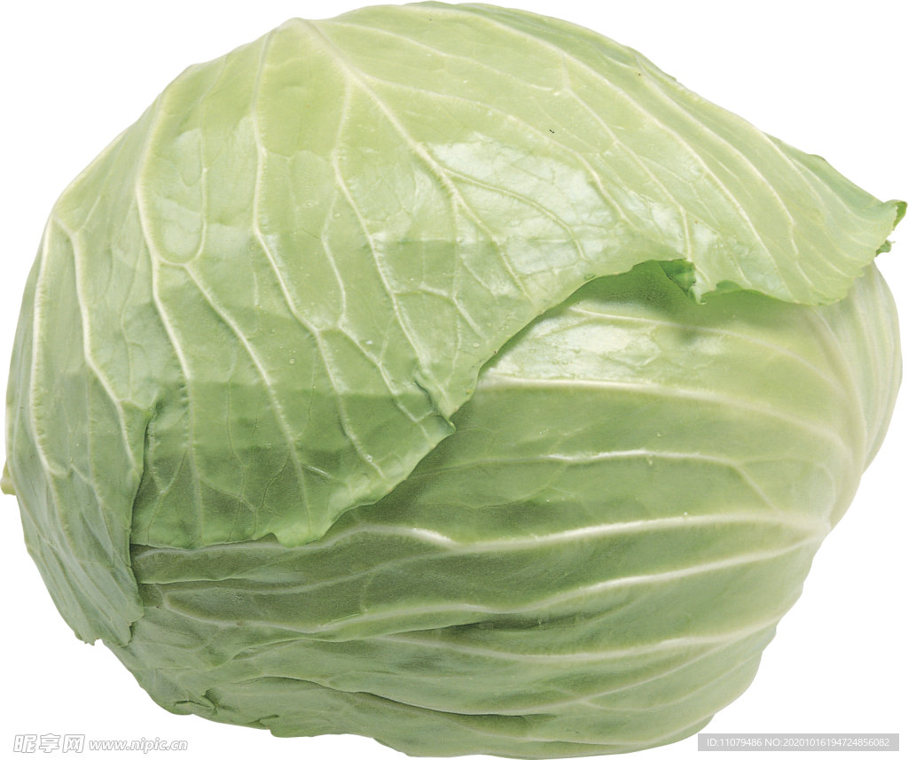 大白菜