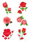 玫瑰花矢量图