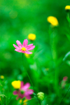 格桑花