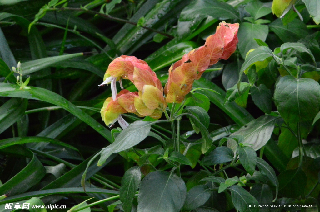 虾衣花