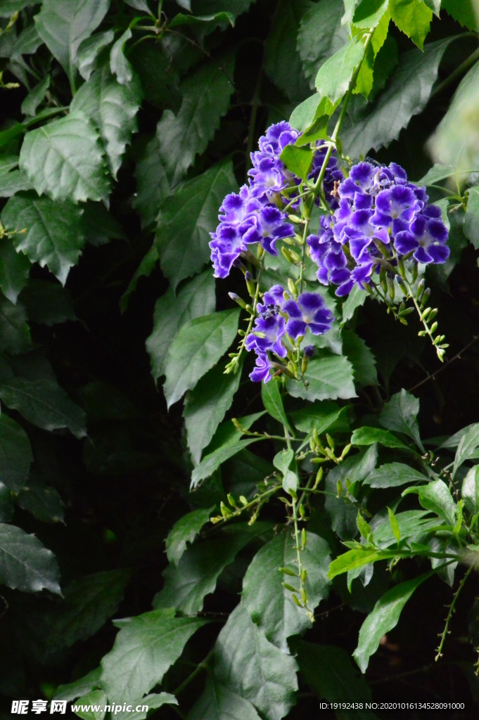 蕾丝金露花