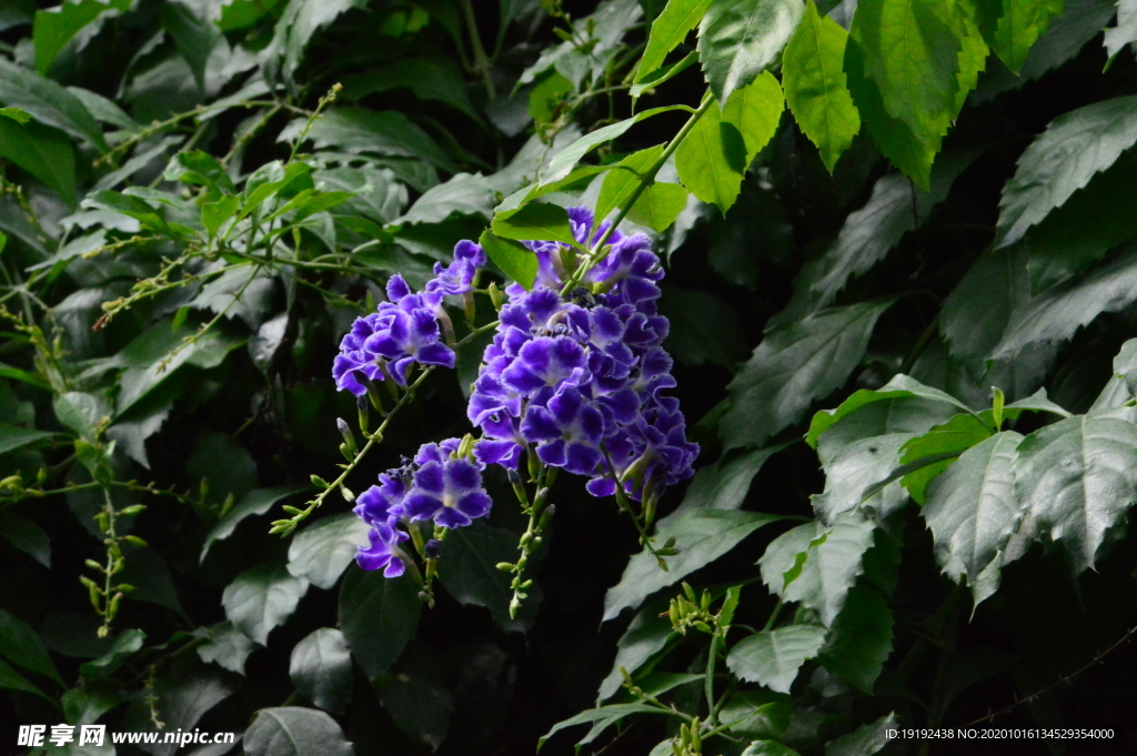 蕾丝金露花