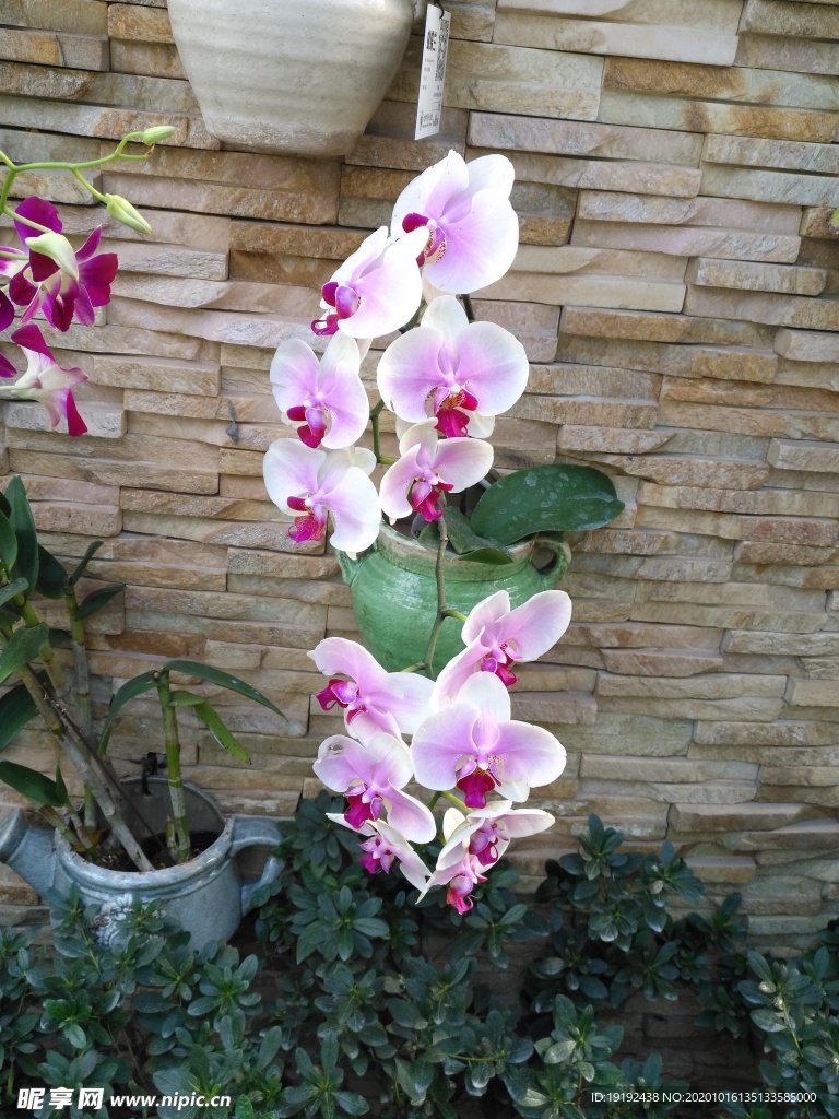 蝴蝶兰
