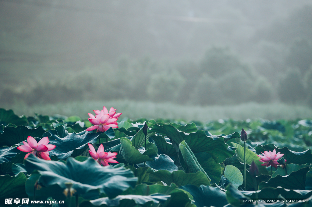 荷花摄影