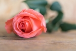 玫瑰花