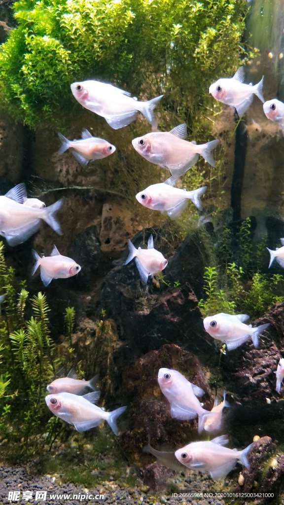 海洋鱼