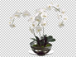 透明底花艺 绿植 摆件 桌花