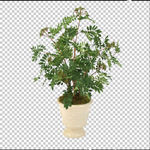花艺 免抠图 桌花 摆件 透明