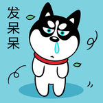 哈小齐