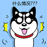 哈小齐