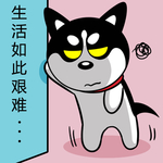 哈小齐