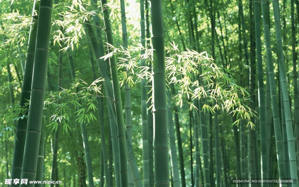 拍摄素材