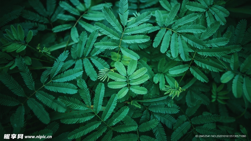 拍摄素材
