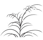 雕花图  中式雕花 西式雕花