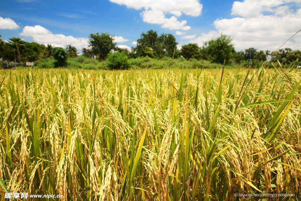 水稻稻田种植农业背景海报素材