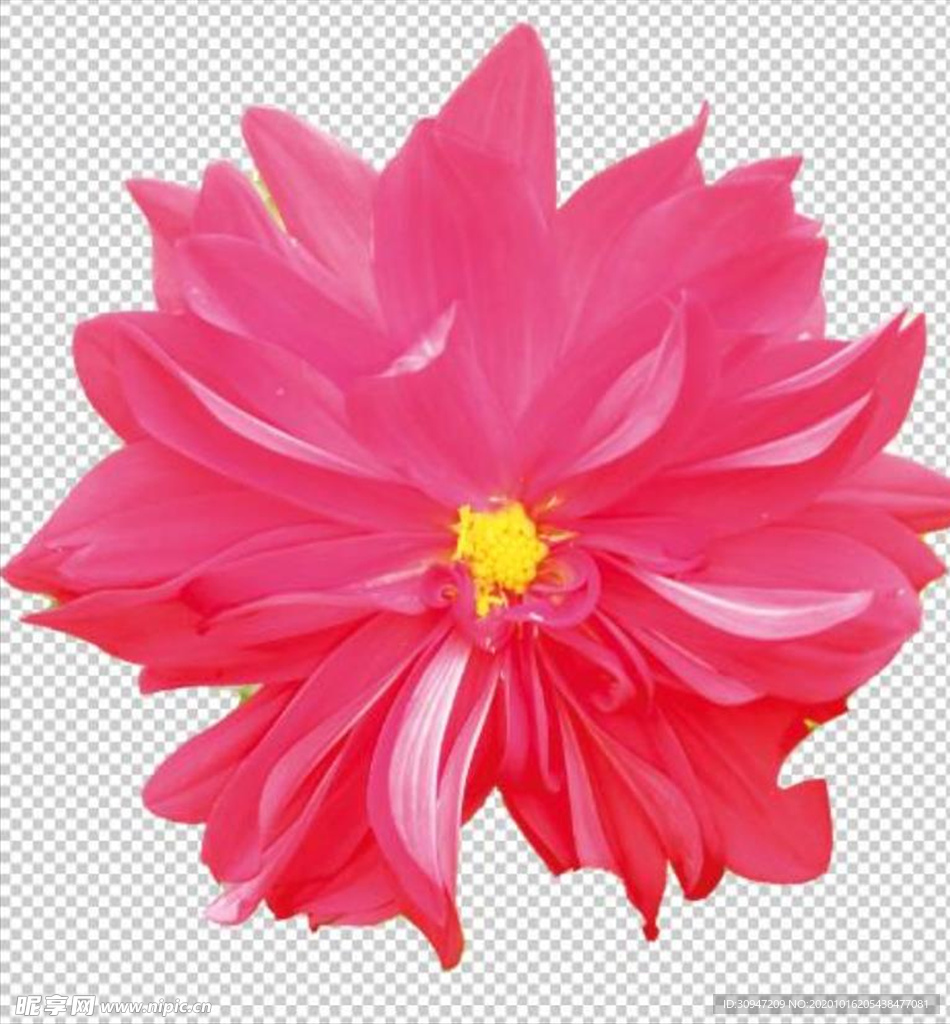 鲜花