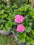 实拍花草