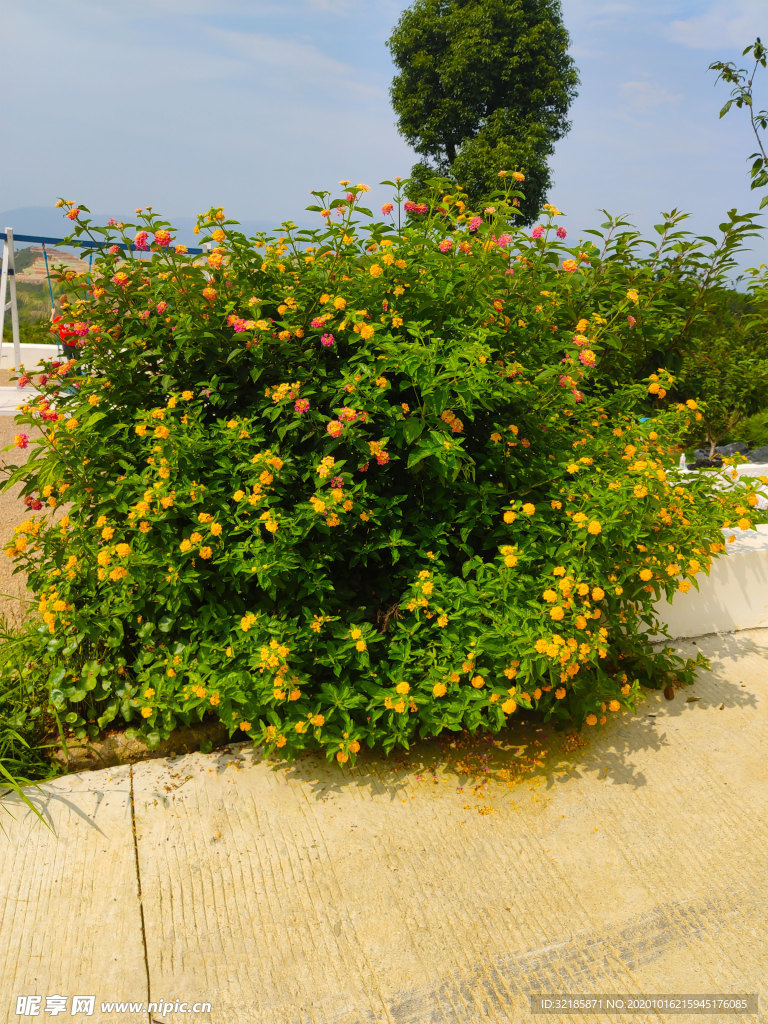 花魁 花舞 花飘散