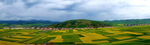 宁夏水稻田景观