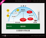 武藏壬菌铜作用机理