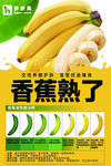 香蕉熟子