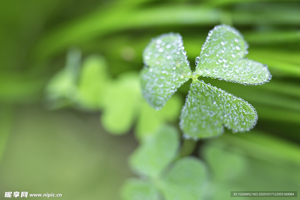 植物水珠雨露
