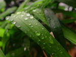 绿叶水珠