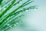 水珠