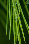 水珠