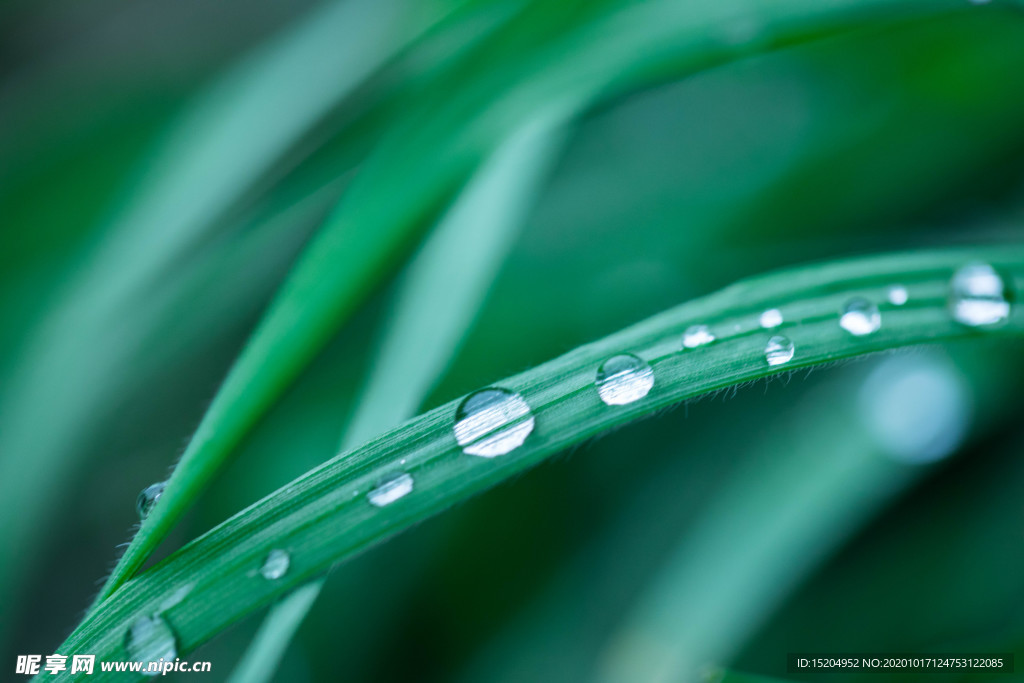 雨后露珠