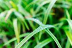 小草上的水滴