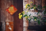 迎春花开花