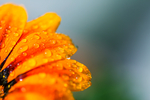 橙色的花