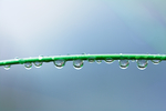 雨后露珠