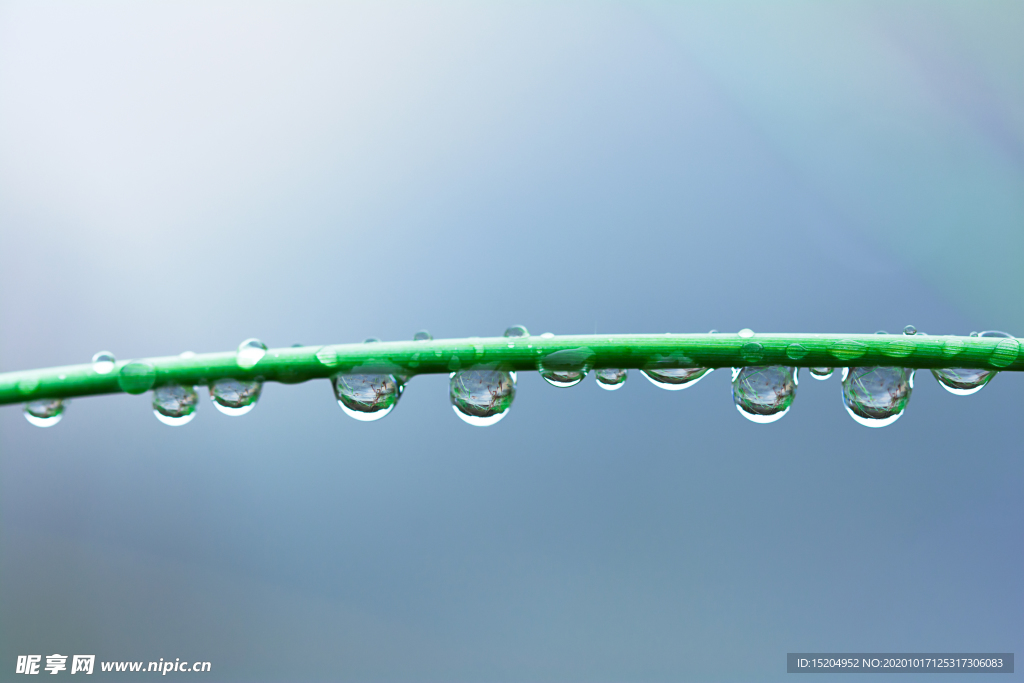 雨后露珠