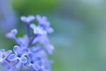 丁香花