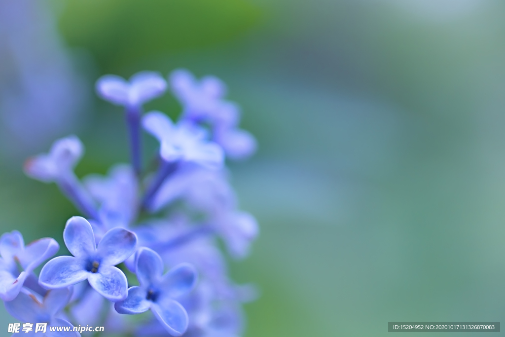 丁香花