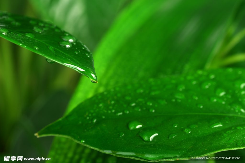 绿色植物的叶子上的水滴