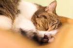 萌宠猫咪