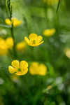 野花草地