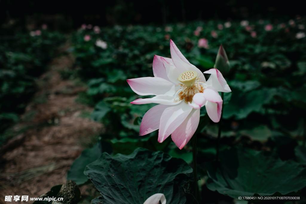 花卉