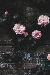 花卉