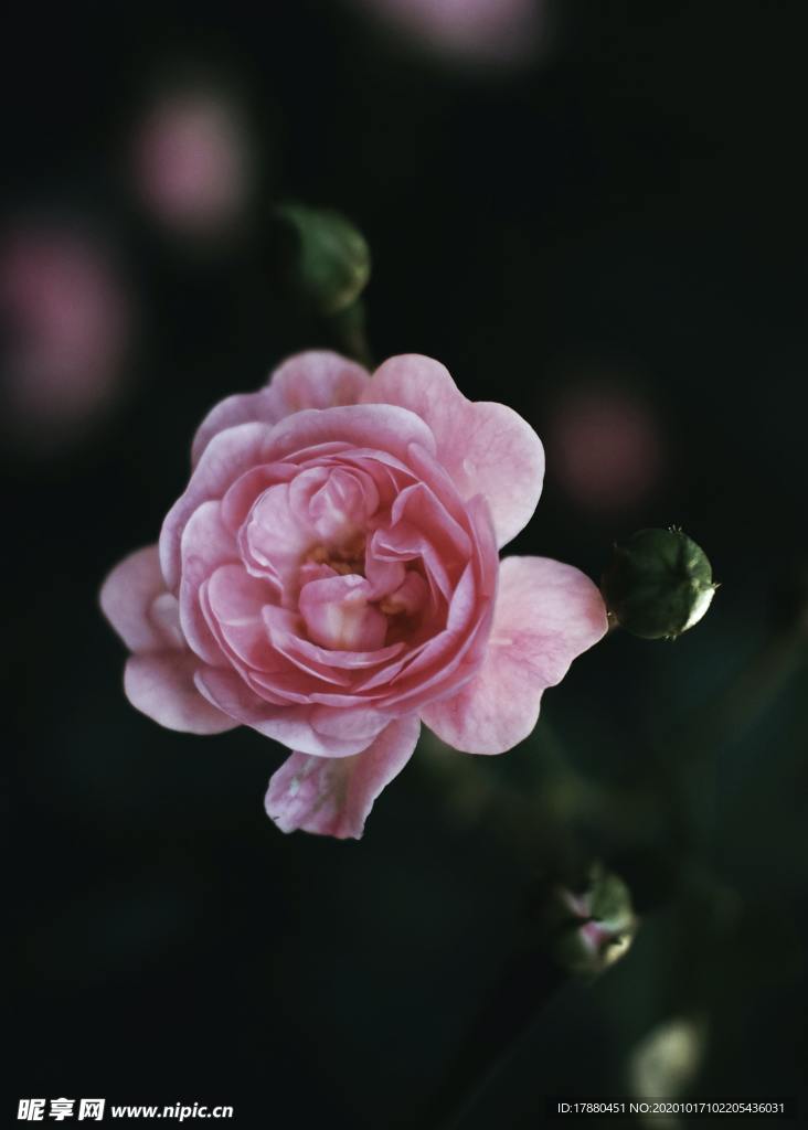 花卉