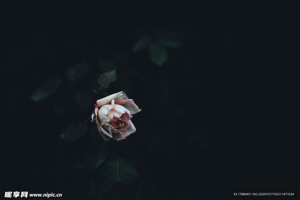 花卉