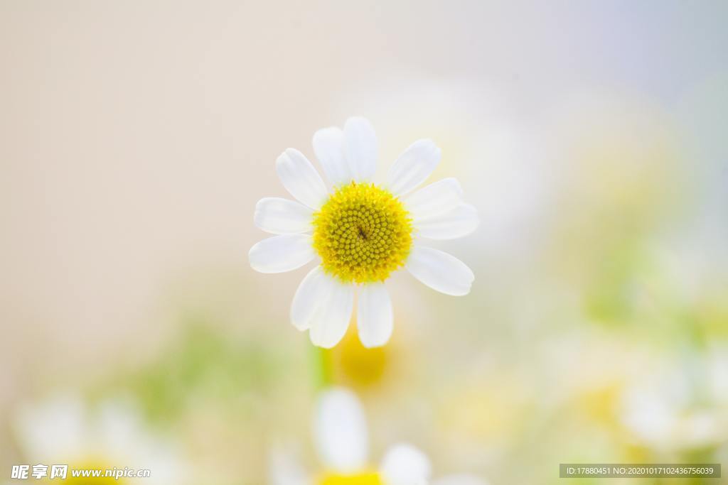 花卉