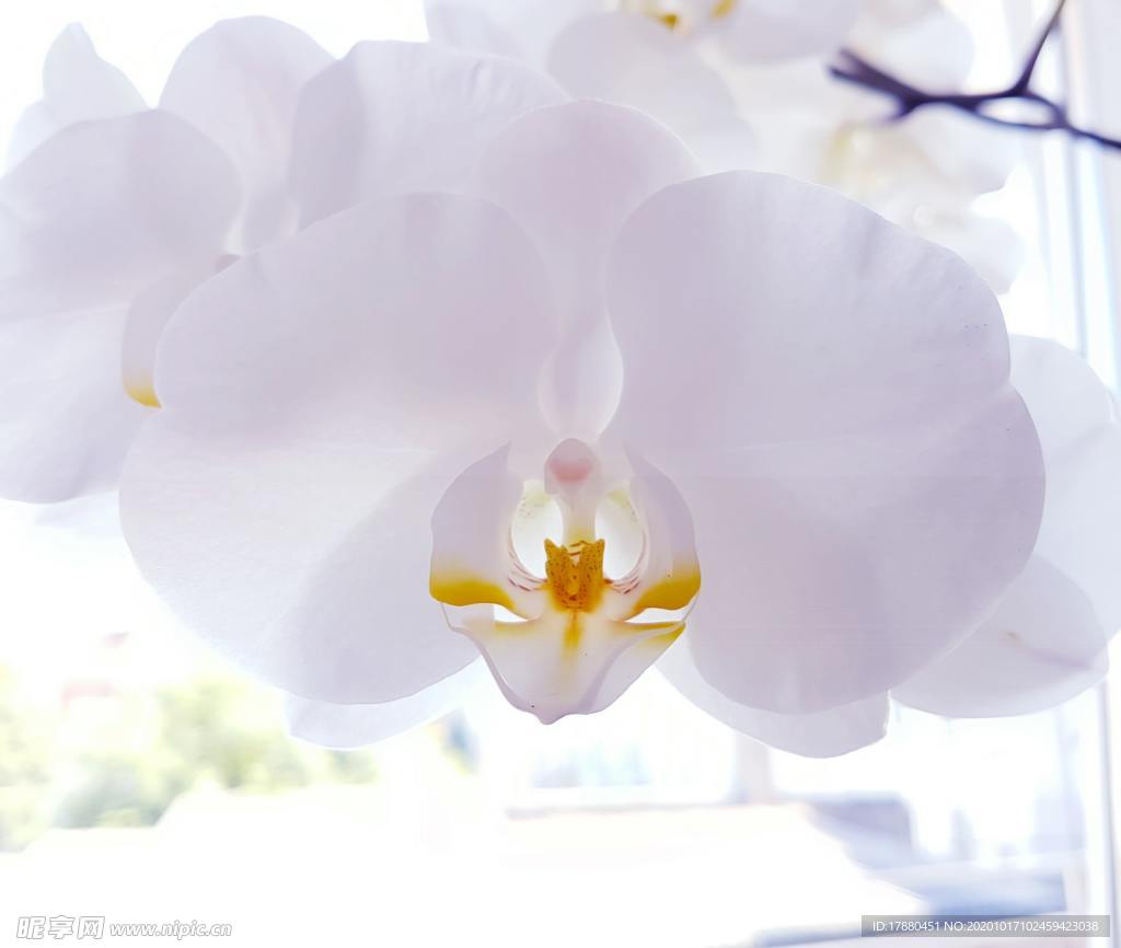 花卉