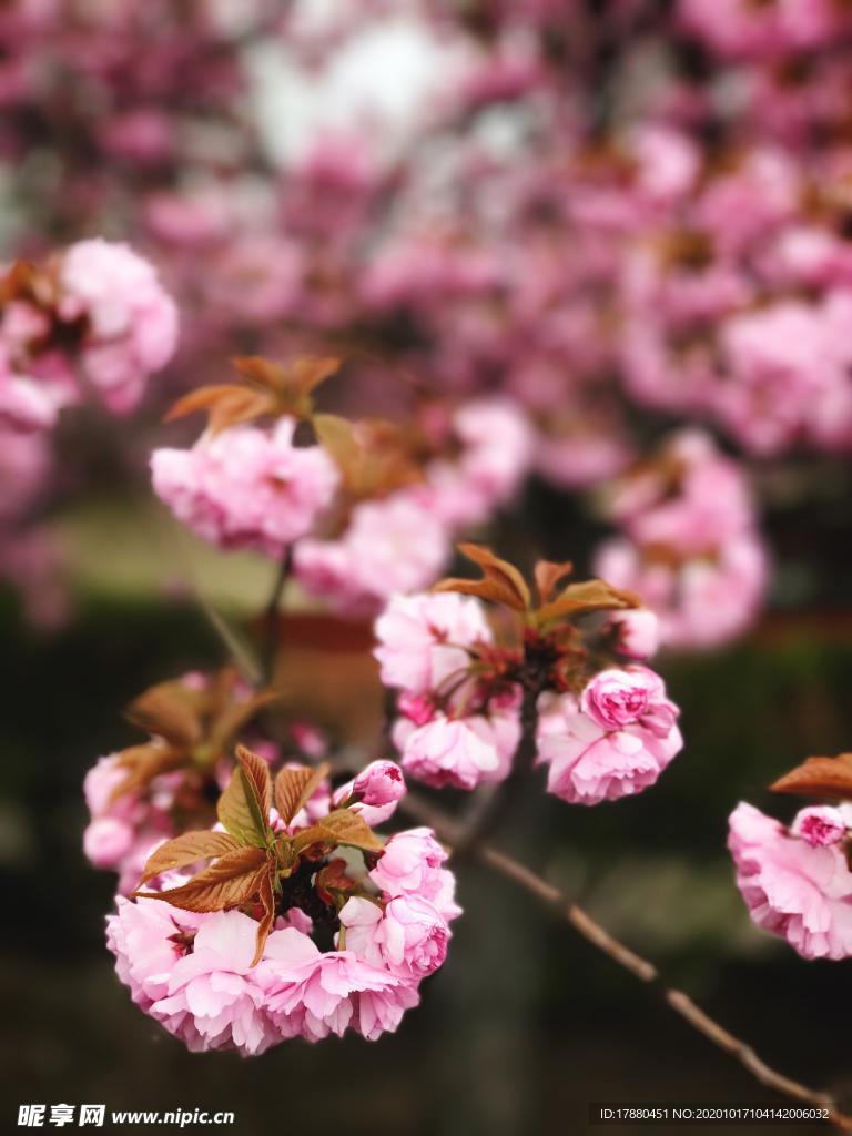 花卉