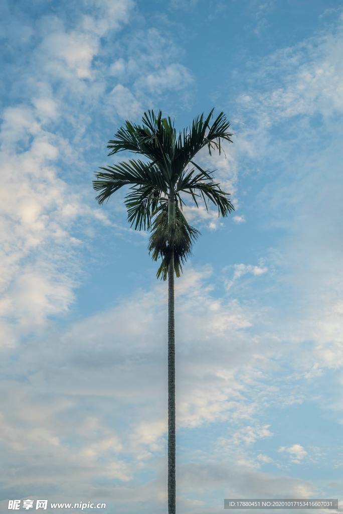 棕榈树