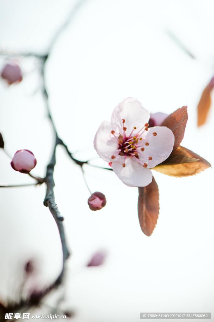 花卉