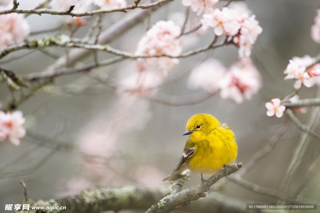 花卉